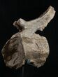 Diplodocus Caudal Vertebra - Dana Quarry, Wyoming #10149-4